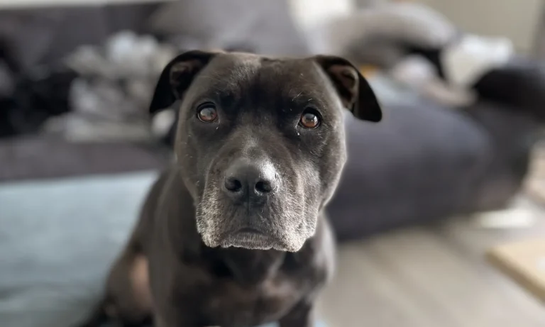 Tierarztpraxis Dr. Carmen Schlechta