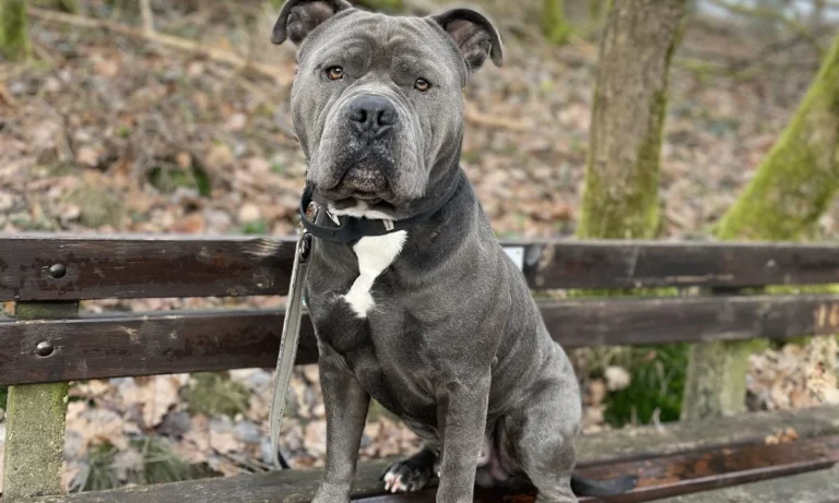 Tierarztpraxis Dr. Carmen Schlechta