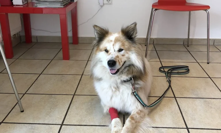 Tierarztpraxis Dr. Carmen Schlechta