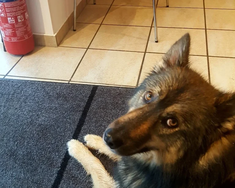 Tierarztpraxis Dr. Carmen Schlechta