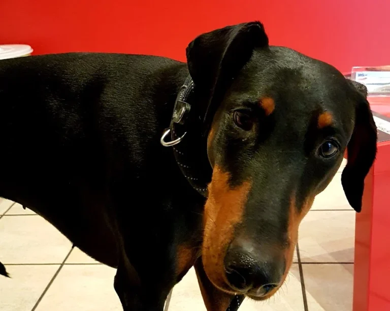 Tierarztpraxis Dr. Carmen Schlechta