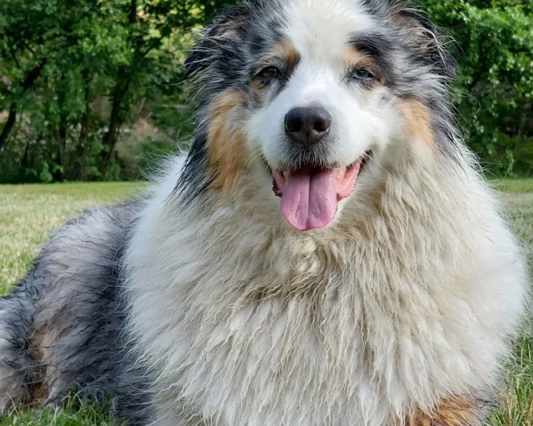 Tierarztpraxis Dr. Carmen Schlechta