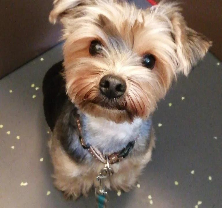 Tierarztpraxis Dr. Christine Fabritius