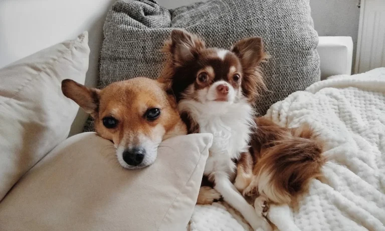 Tierarztpraxis Dr. Christine Fabritius