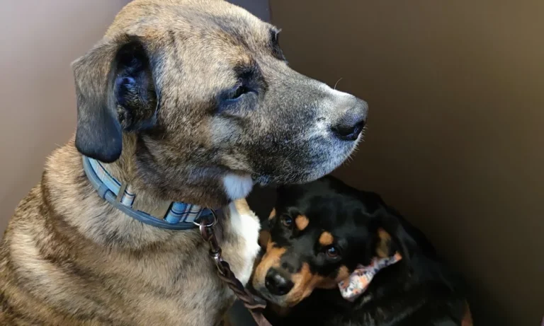 Tierarztpraxis Dr. Christine Fabritius