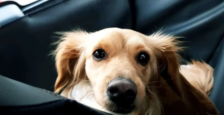 Tierarztpraxis Dr. Christine Fabritius