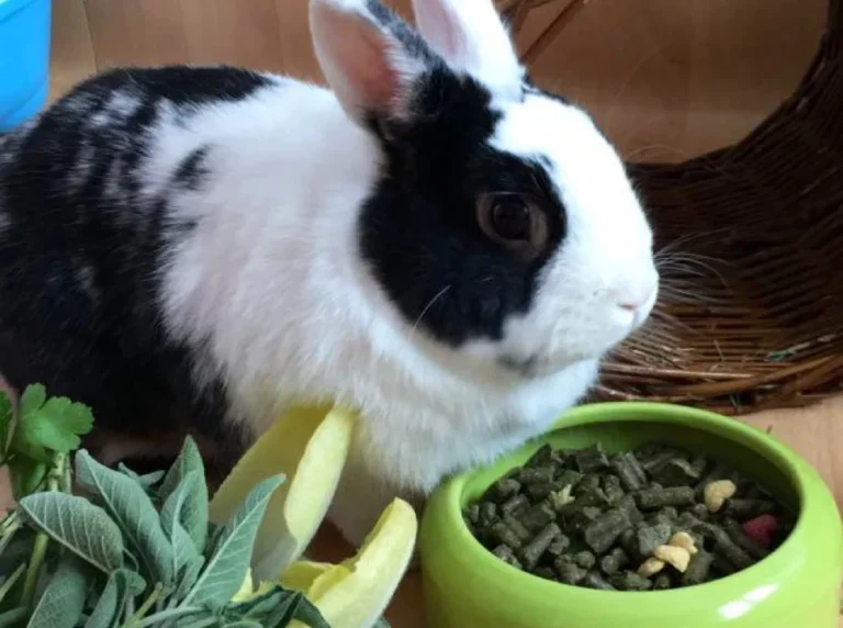 Tierarztpraxis Dr. Christine Fabritius