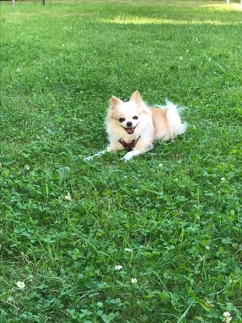 Tierarztpraxis Dr. Christine Fabritius