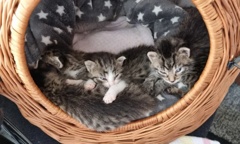 Tierarztpraxis Dr. Christine Fabritius