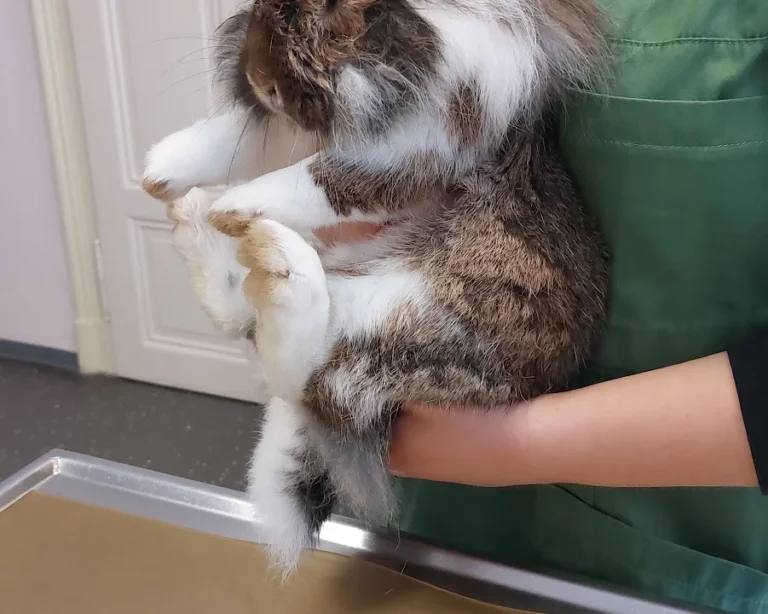 Tierarztpraxis Dr. Christine Fabritius