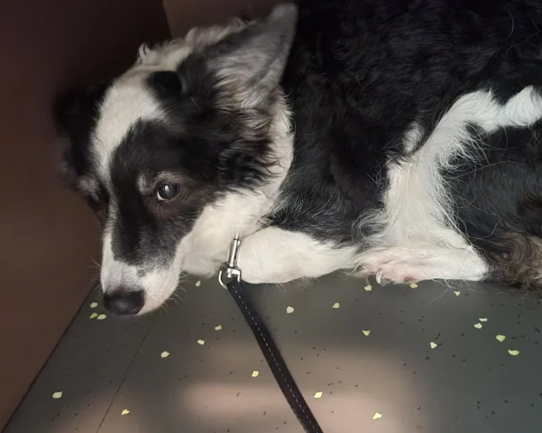 Tierarztpraxis Dr. Christine Fabritius