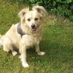 Tierarztpraxis Dr. Dagmar Herrmann