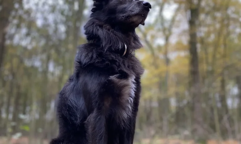 Tierarztpraxis Dr. Dagmar Herrmann