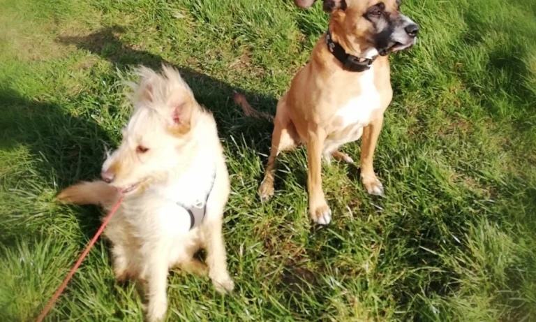 Tierarztpraxis Dr. Dagmar Herrmann