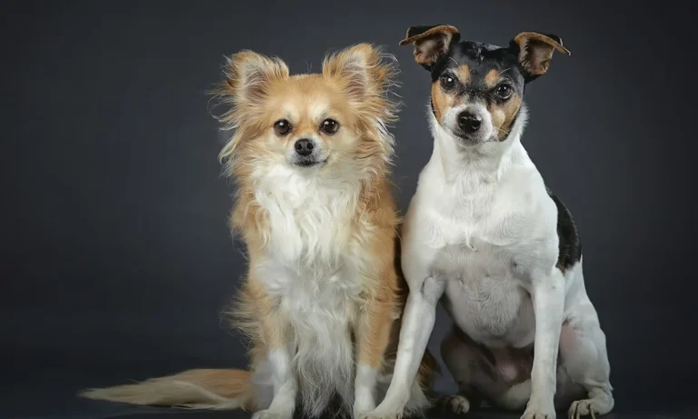 Tierarztpraxis Dr. Dagmar Herrmann