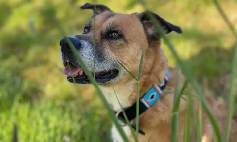 Tierarztpraxis Dr. Dagmar Herrmann