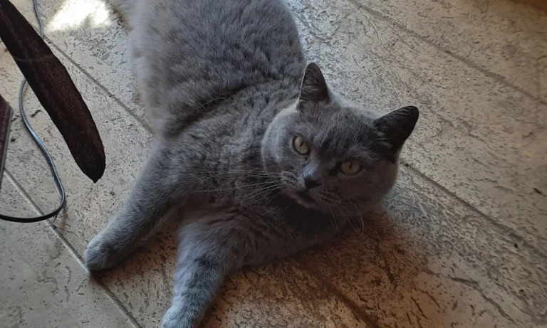 Tierarztpraxis Dr. Dagmar Herrmann