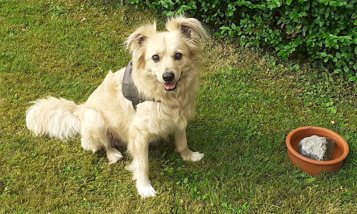 Tierarzt Tierarztpraxis Dr. Dagmar Herrmann Solingen