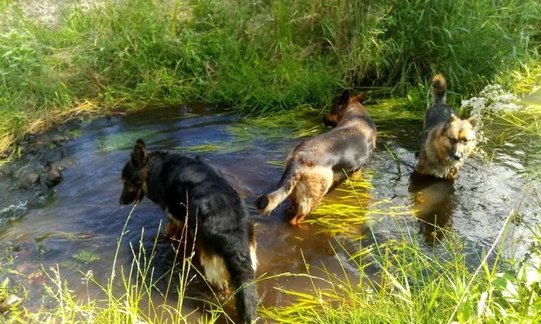 Tierarztpraxis Dr. Eva Tutlies