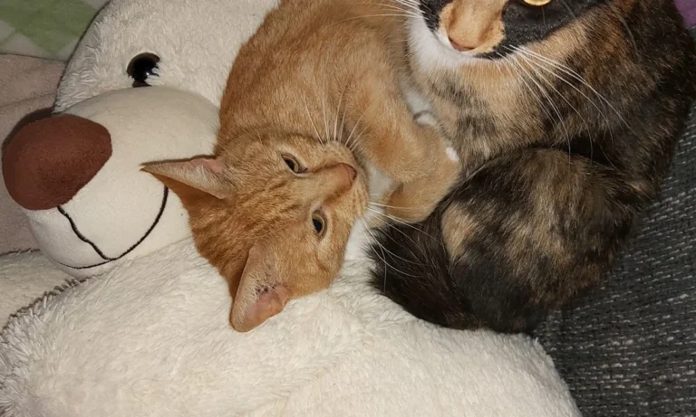 Tierarztpraxis Dr. Eva Tutlies