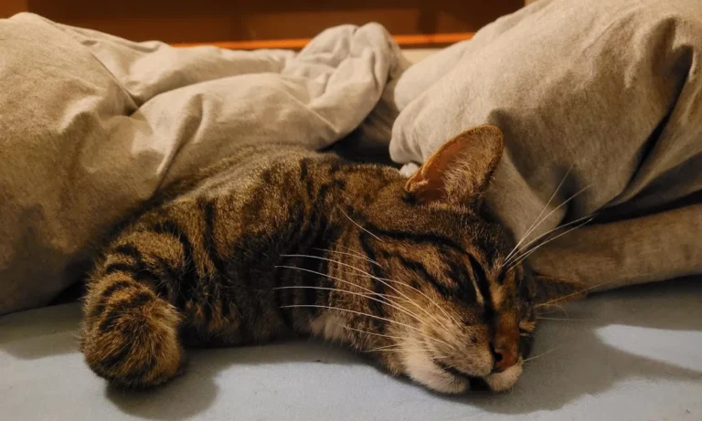 Tierarztpraxis Dr. Eva Tutlies