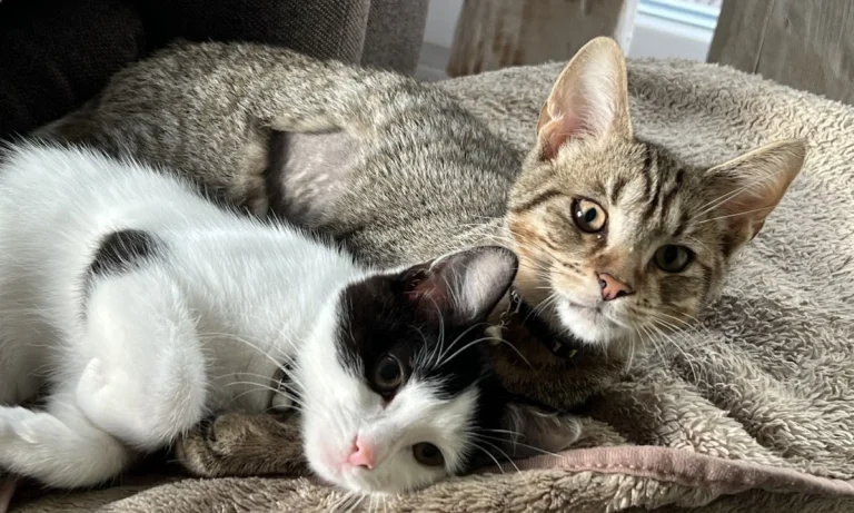 Tierarztpraxis Dr. Eva Tutlies