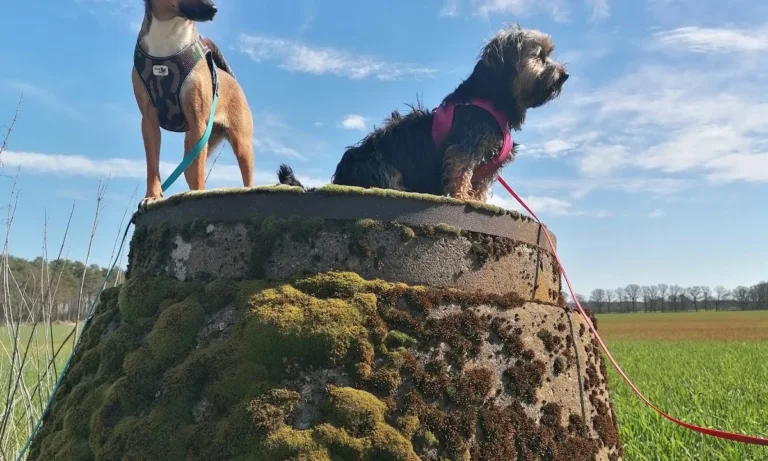 Tierarztpraxis Dr. Eva Tutlies