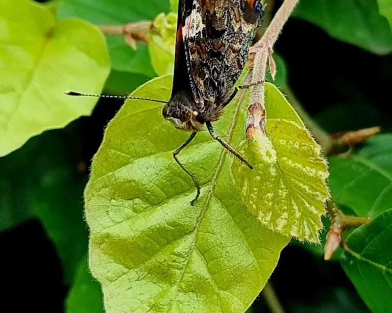 Tierarztpraxis Dr. Eva Tutlies