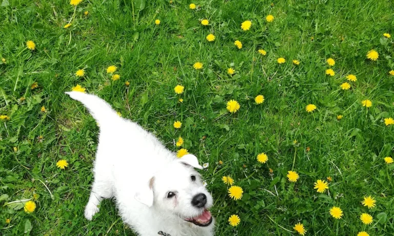 Tierarztpraxis Dr. Eva Tutlies