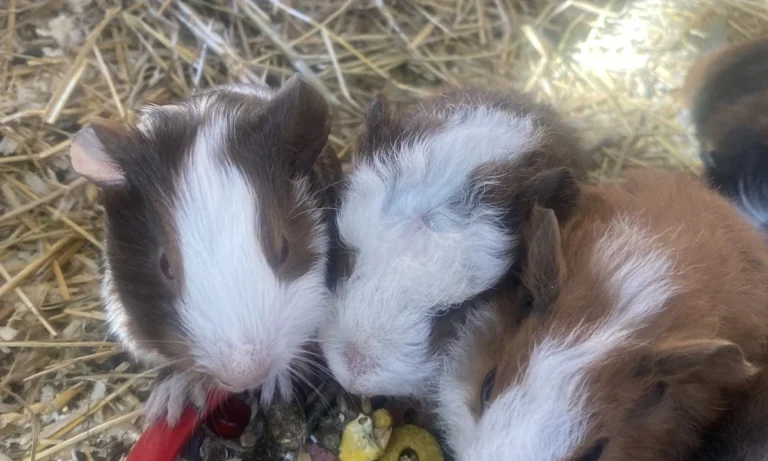 Tierarztpraxis Dr. Imke Tammena