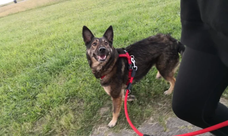 Tierarztpraxis Dr. Imke Tammena