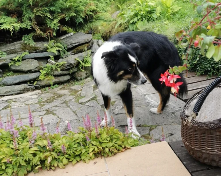 Tierarztpraxis Dr. Imke Tammena