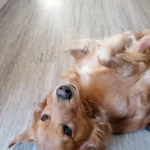 Tierarztpraxis Dr. Isabel Göpner/Dr. Silke Schroth