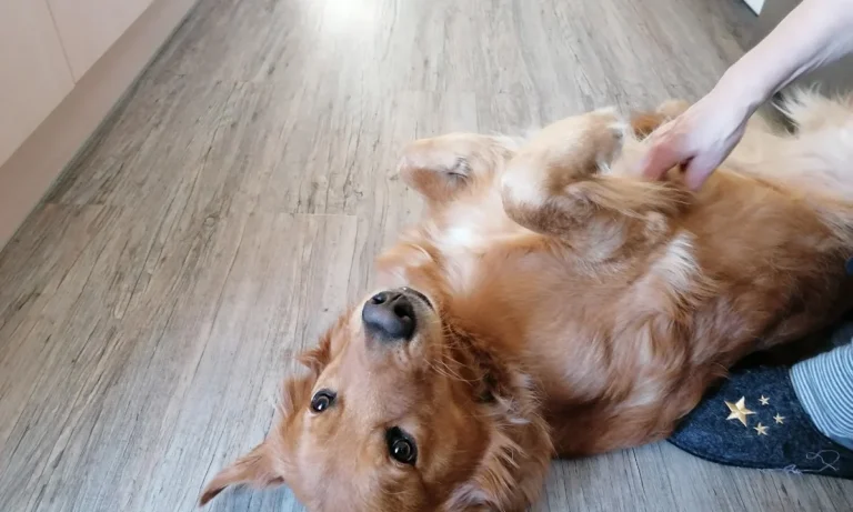 Tierarztpraxis Dr. Isabel Göpner/Dr. Silke Schroth