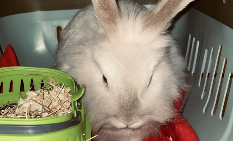 Tierarztpraxis Dr. Isabel Göpner/Dr. Silke Schroth