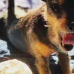 Tierarztpraxis Dr. Jenssen