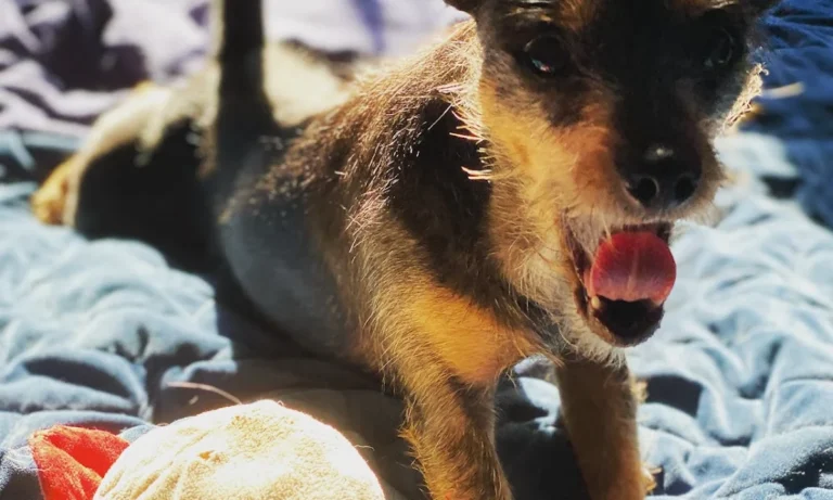 Tierarztpraxis Dr. Jenssen