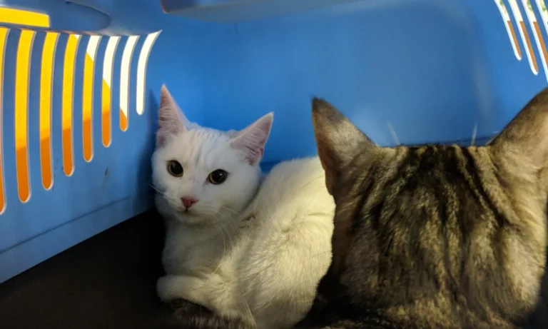 Tierarztpraxis Dr. Jenssen