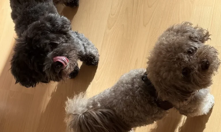 Tierarztpraxis Dr. Jenssen