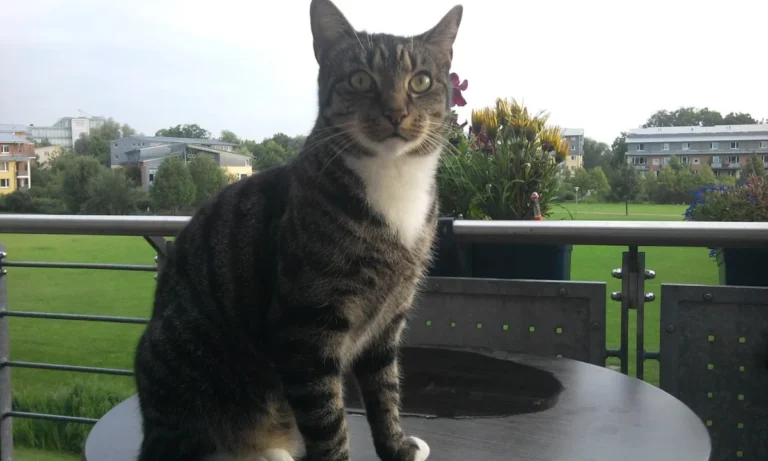 Tierarztpraxis Dr. Jenssen