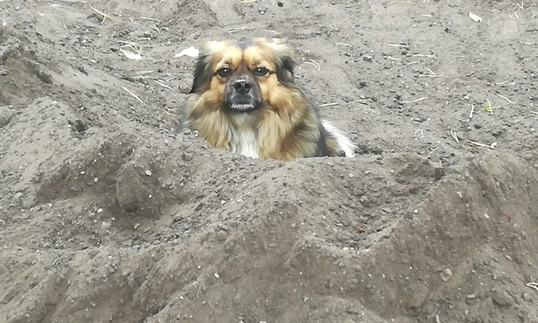 Tierarztpraxis Dr. Jenssen