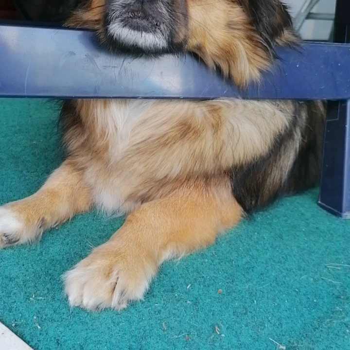 Tierarztpraxis Dr. Jenssen