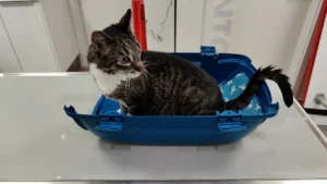 Tierarztpraxis Dr. Katharina de Rossi, KA-Waldstadt