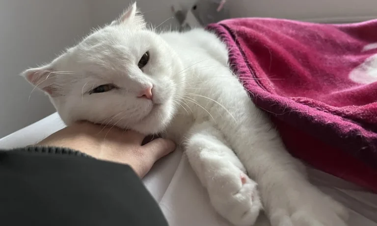 Tierarztpraxis Dr. Kathrin Reuter