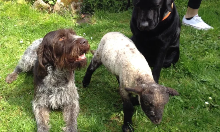 Tierarztpraxis Dr. Kathrin Reuter