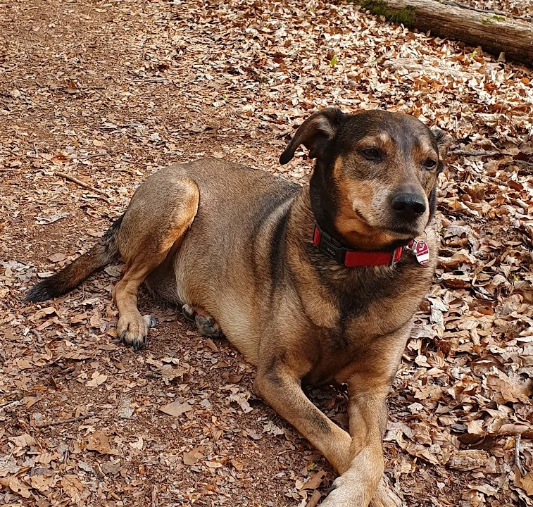 Tierarztpraxis Dr. Katja Berghaus