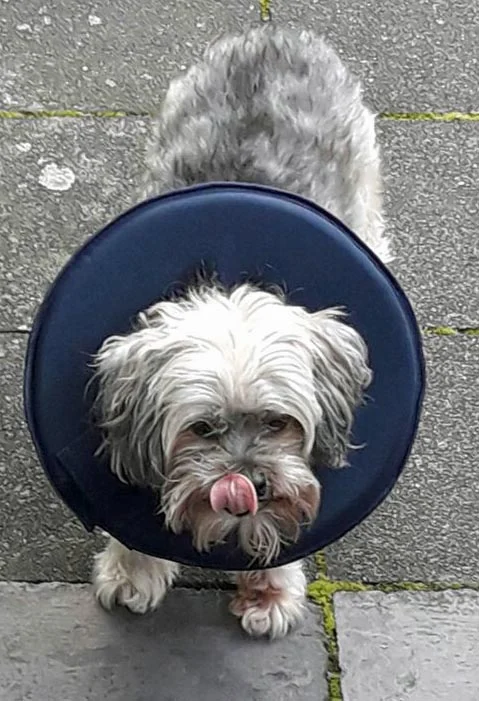 Tierarztpraxis Dr. Katja Berghaus