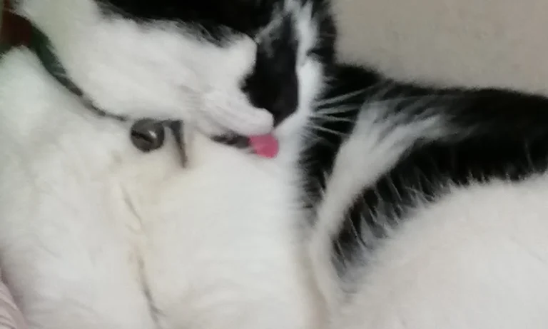 Tierarztpraxis Dr. Klaffer