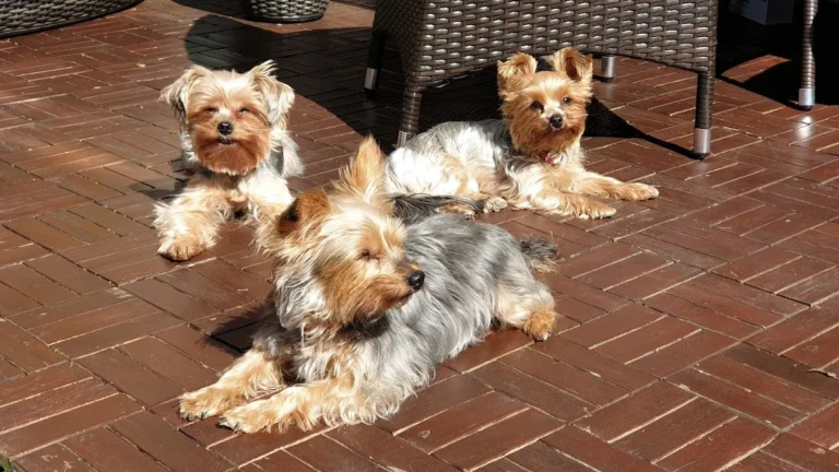 Tierarztpraxis Dr. Lesser