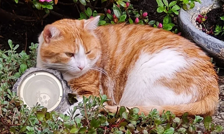 Tierarztpraxis Dr. Lesser